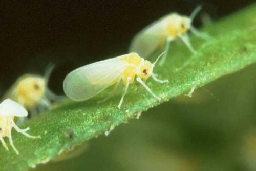 柑橘虫害 柑橘虫害