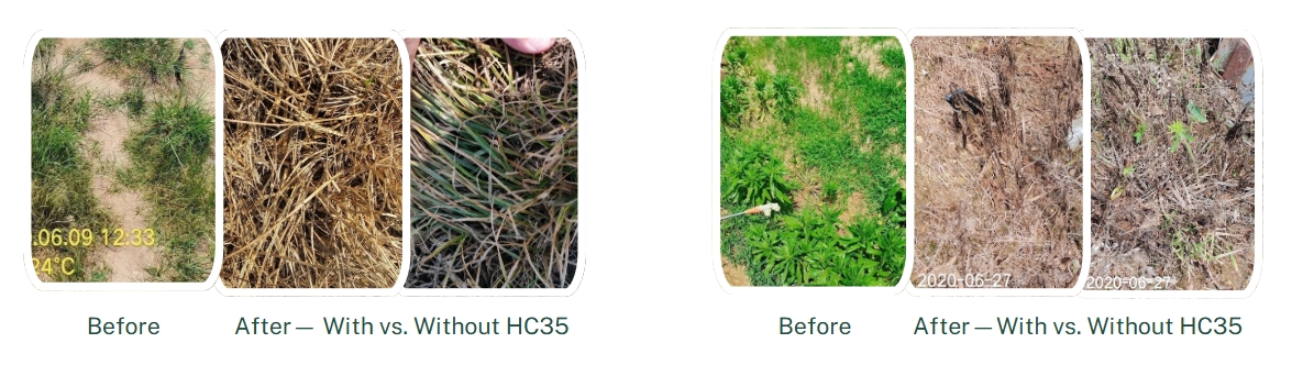 HC35除草效果.png