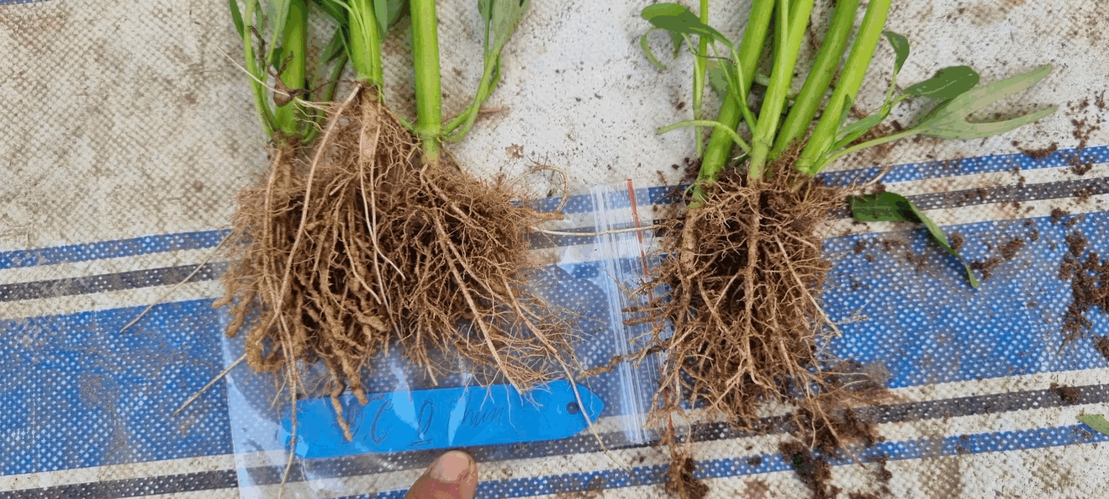 越南 空心菜 根结线虫.png